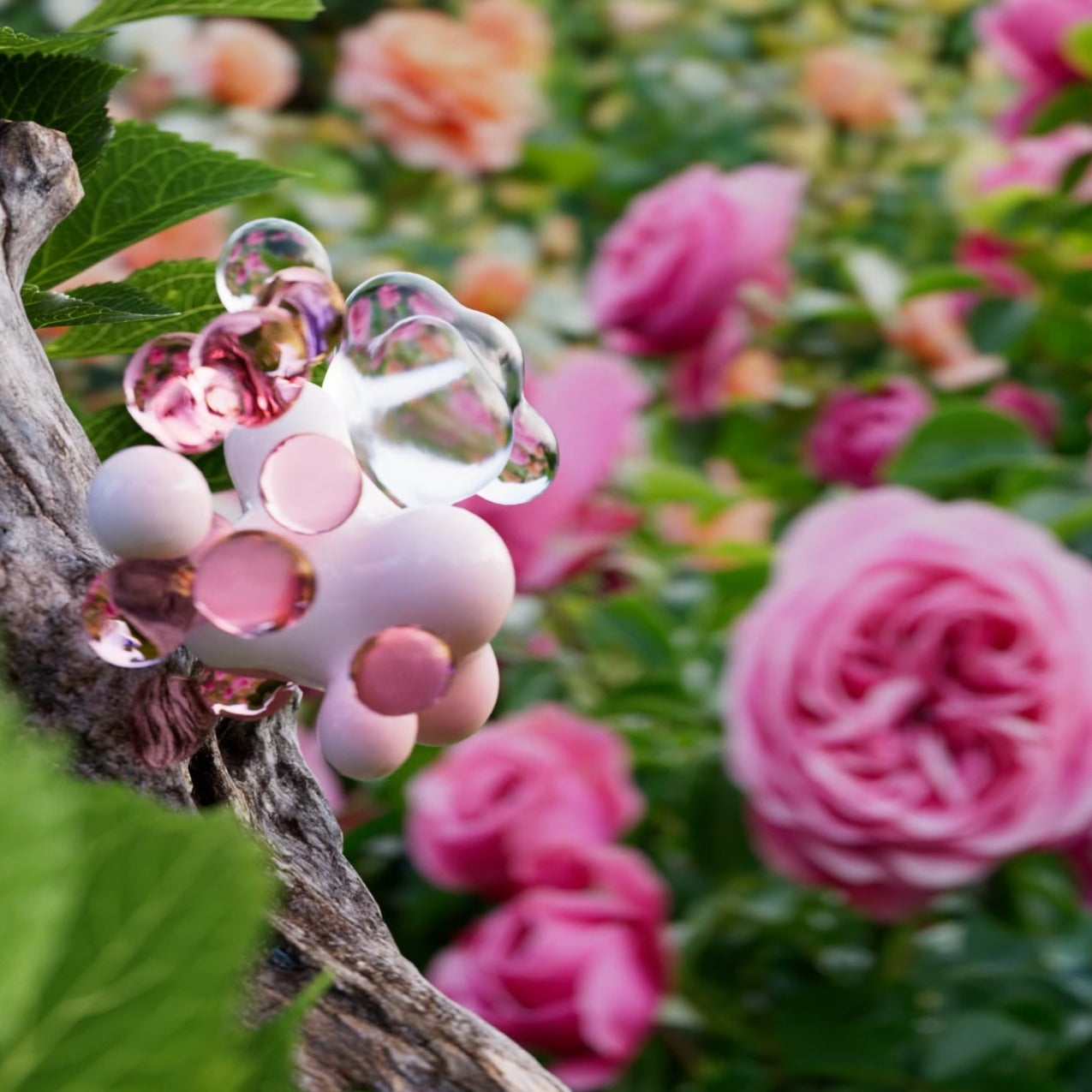 ローズ(オードパルファム)